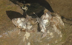 Chiomara asychis