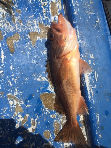 Sebastes paucispinis