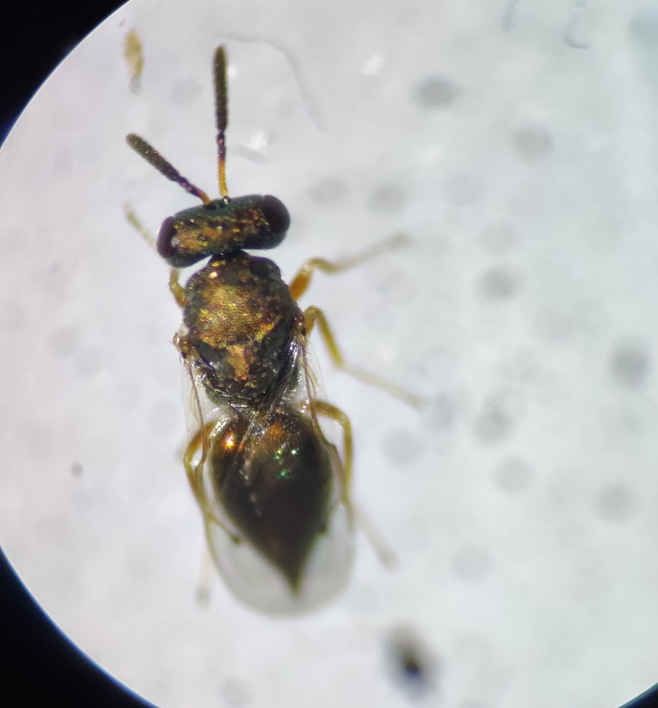 Trichomalus perfectus