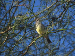 Serpophaga griseicapilla