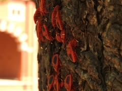 Probergrothius sanguinolens