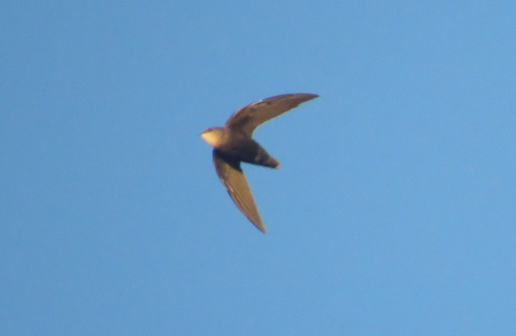 Southern Swift
