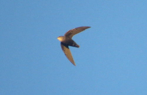 Southern Swift