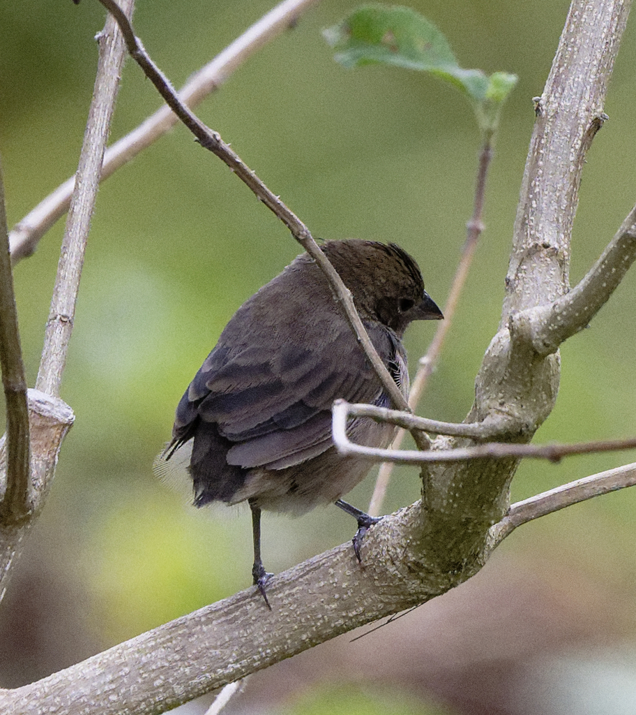 Blue Black Grassquit From Amador Panama City Panam Province Panama   Large 