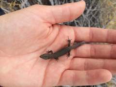Xantusia vigilis