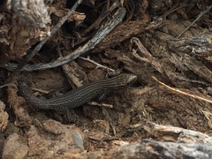 Xantusia vigilis