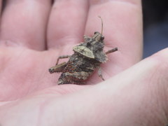 Graea horrida