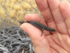 Xantusia vigilis