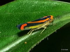 Soosiulus salutaris image