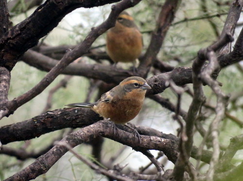 Cinnamon Warbling Finch (Poospiza ornata), photo 10