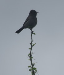 Knipolegus striaticeps