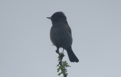 Knipolegus striaticeps