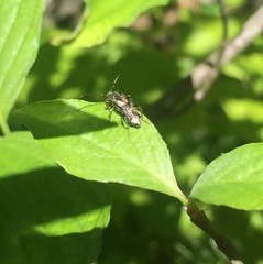 Molorchus bimaculatus