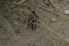 Traumatomutilla centralis