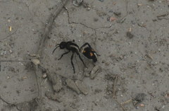Traumatomutilla centralis
