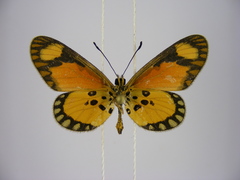 Acraea lumiri