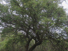 Prosopis caldenia