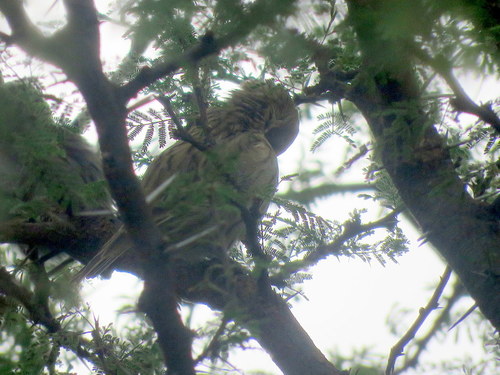 Thraupidae