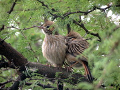 Coryphistera alaudina