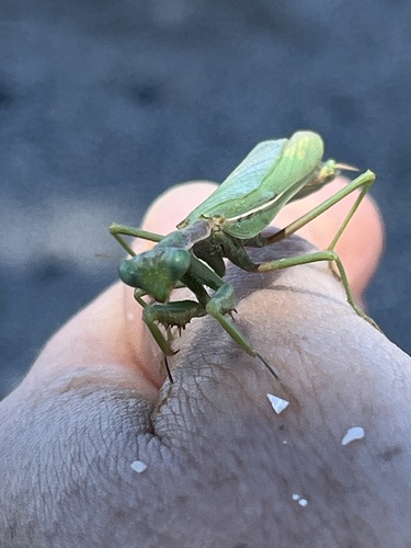 Mediterranean mantis