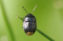 Legnotus limbosus