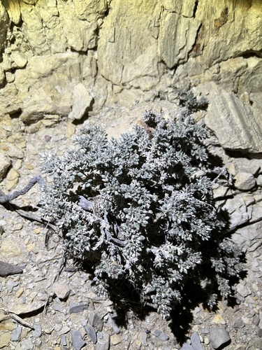Mexican Crinklemat (Tiquilia mexicana)