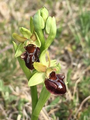 Ophrys sphegodes