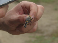 Calocomus desmarestii