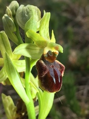 Ophrys sphegodes