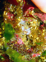 Baseodiscus hemprichii