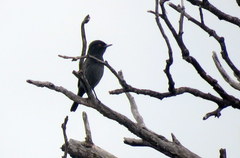 Knipolegus striaticeps
