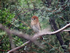 Knipolegus striaticeps