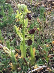 Ophrys sphegodes