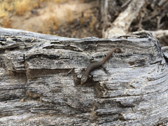 Xantusia vigilis