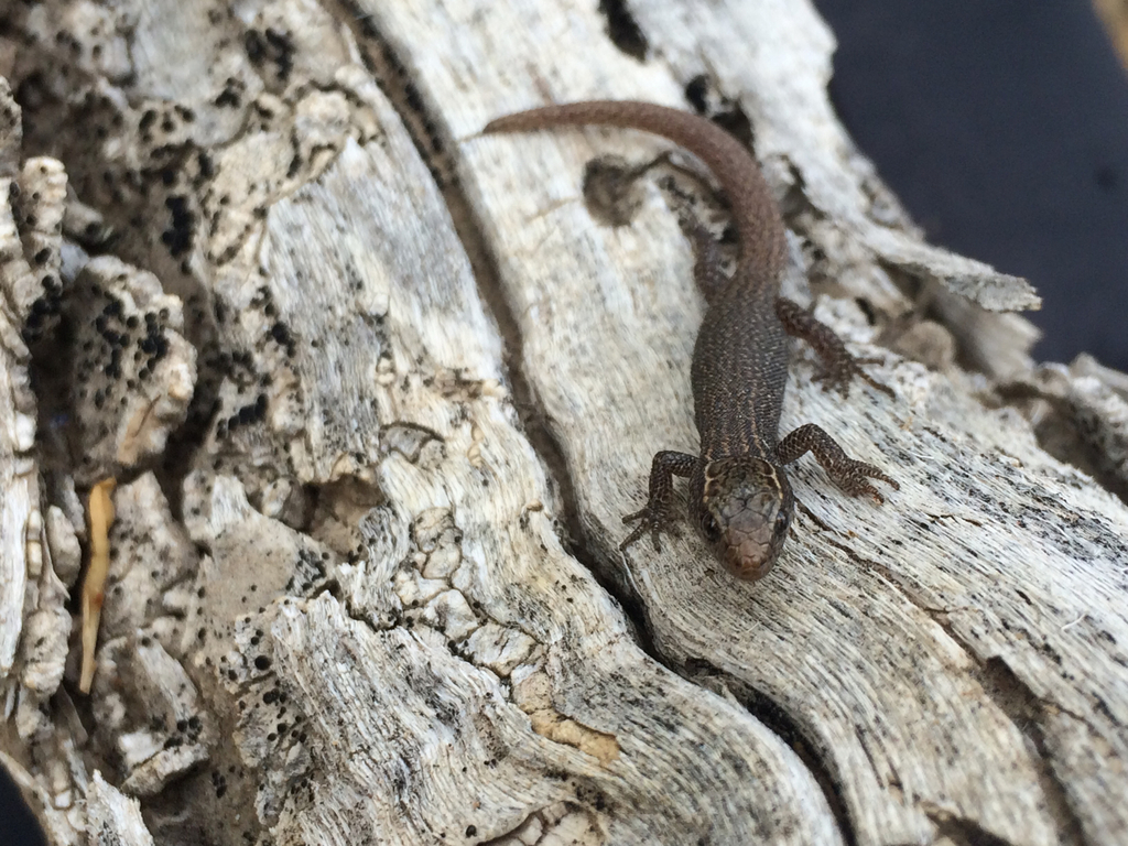 April Lizard Desert Night Lizard from 92384, Shoshone, CA, US on April 30, 2016 at ...