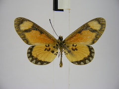 Acraea lumiri