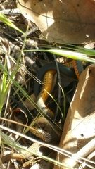 Diadophis punctatus modestus