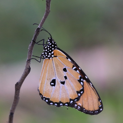 Plain tiger