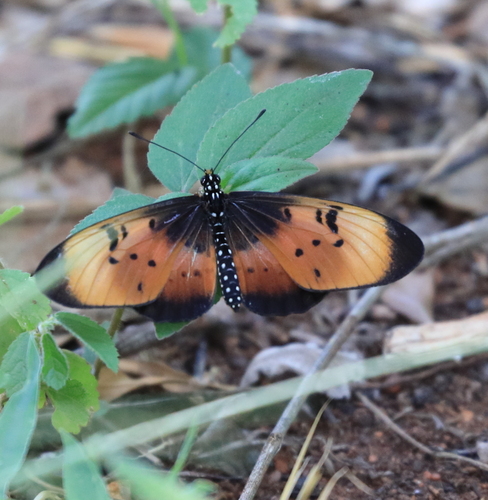 Natal Acraea photo 2
