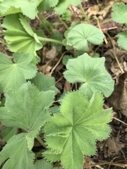 Alchemilla mollis