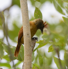 Thamnophilus doliatus image