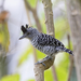 Typical Antbirds - Photo (c) Tony Iwane, some rights reserved (CC BY-NC), uploaded by Tony Iwane