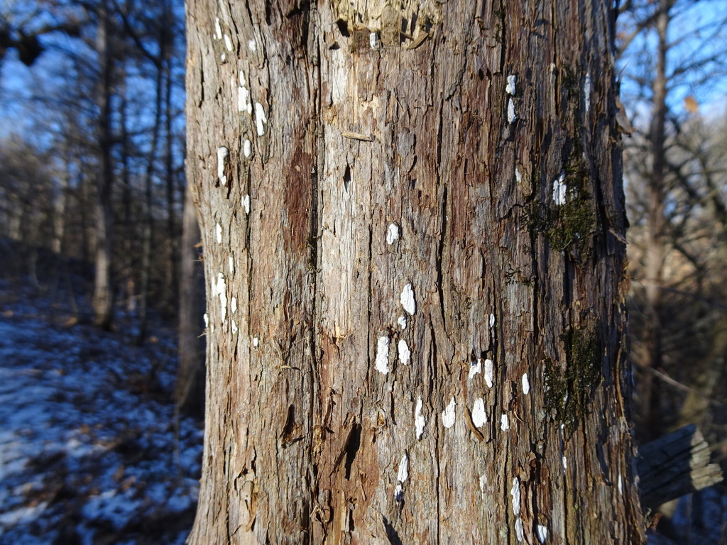 Dendrothele nivosa from Carpenter Nature Center, Washington County, MN ...