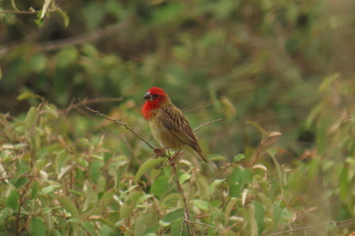 iNaturalist image