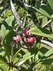 Plumeria rubra image