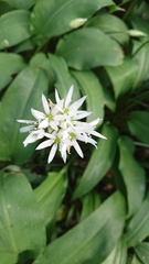 Allium ursinum