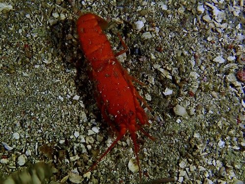 Synalpheus dominicensis