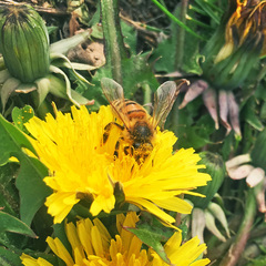 Apis mellifera