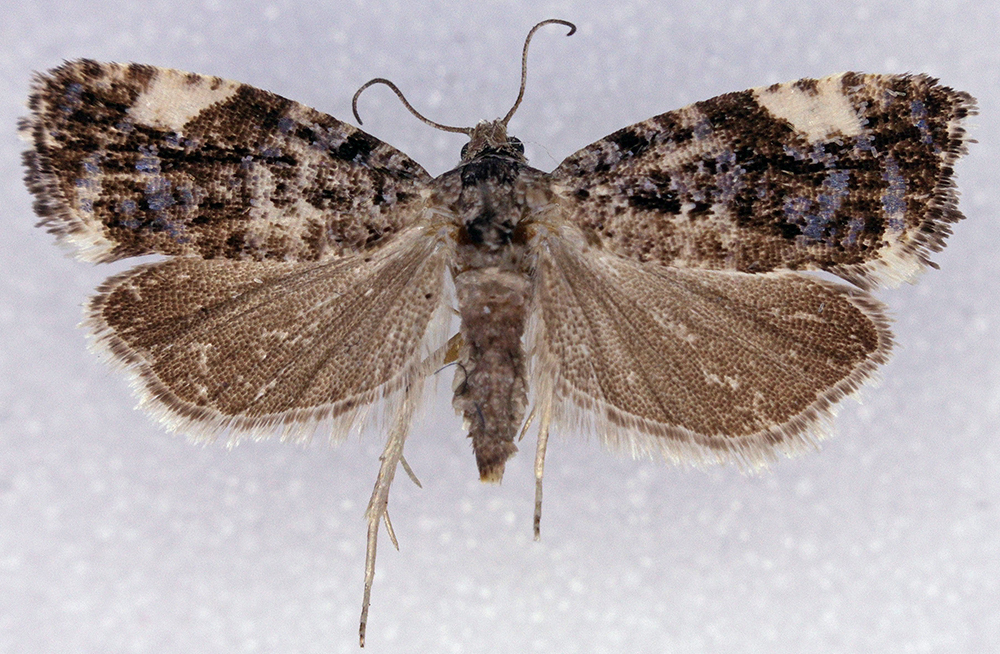Argyroploce externa