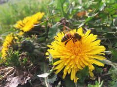 Apis mellifera